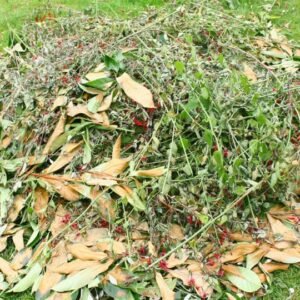 Yard Waste Palm beach FL